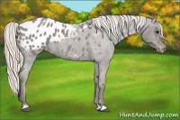 Horse Color:Silver Blue Roan Appaloosa 