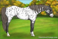 Horse Color:Smoky Blue Roan Frame Near Leopard 