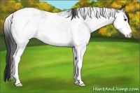 Horse Color:White Spotted Black Tobiano Varnish 