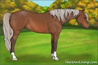 Horse Color:Silver Bay 
