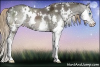Horse Color:White Spotted Liver Chestnut Ice Splash 