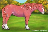 Horse Color:Watercolor White Spotted Liver Chestnut Splash 