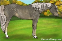 Horse Color:Chocolate Palomino Sabino