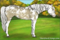 Horse Color:Chocolate Palomino Dun Sabino 