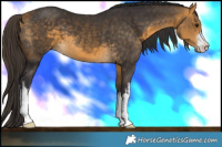 Horse Color:White Spotted Buckskin