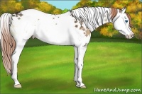 Horse Color:Liver Red Onyx Sabino Splash