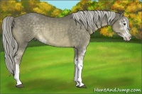 Horse Color:Chocolate Palomino Sabino 