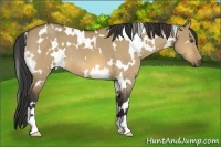 Horse Color:White Spotted Buckskin Dun 