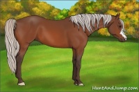 Horse Color:Silver Bay 