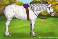 Horse Color:Amber Champagne Appaloosa and Buckskin Appaloosa Rabicano