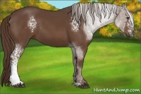 Horse Color:White Spotted Liver Chestnut