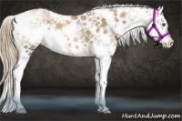 Horse Color:Liver Chestnut Pearl Sabino Splash 