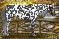 Horse Color:Black Near Leopard 
