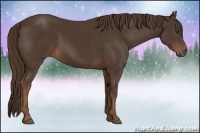 Horse Color:Liver Chestnut 