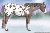 Horse Color:Liver Chestnut Splash Appaloosa 