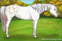 Horse Color:Red Dun Appaloosa