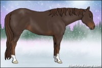 Horse Color:Liver Chestnut 