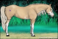 Horse Color:Gold Cream Champagne Sabino