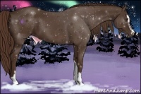 Horse Color:Liver Chestnut Sabino