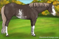 Horse Color:Liver Chestnut Sabino Splash 