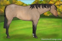 Horse Color:Bay Roan Dun 