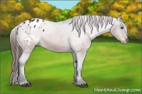 Horse Color:Bay Appaloosa