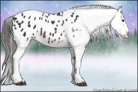 Horse Color:Brown Appaloosa