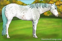 Horse Color:Watercolor White Spotted Bay Appaloosa 