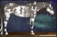 Horse Color:White Spotted Liver Chestnut Ice Splash Rabicano 