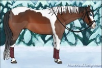 Horse Color:White Spotted Bay Splash Tobiano