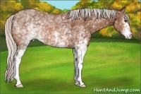Horse Color:White Spotted Silver Bay 