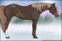 Horse Color:Liver Chestnut 