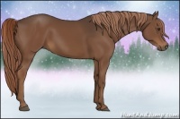 Horse Color:Liver Chestnut