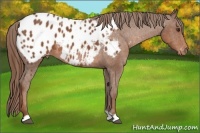 Horse Color:Chestnut Appaloosa