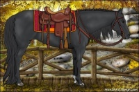 Horse Color:Black 
