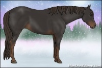 Horse Color:Liver Chestnut Sabino 
