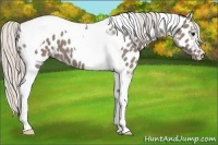 Horse Color:Silver Grullo Tobiano Near Leopard 