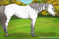 Horse Color:Bay Frame Appaloosa 
