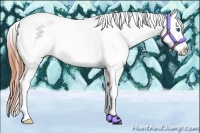 Horse Color:Amber Champagne Splash Tobiano Appaloosa 