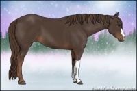 Horse Color:Liver Chestnut 