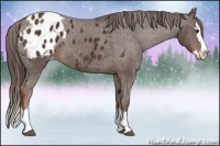 Horse Color:Liver Chestnut Sabino Splash Varnish 
