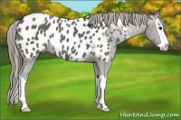Horse Color:Grullo Splash Appaloosa 