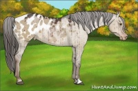 Horse Color:Liver Red Dun Appaloosa Rabicano