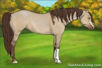 Horse Color:Liver Red Dun 
