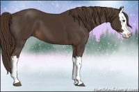 Horse Color:Liver Chestnut Splash 