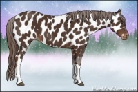 Horse Color:Liver Chestnut Appaloosa 