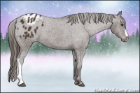 Horse Color:Liver Chestnut Appaloosa 