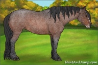 Horse Color:Bay Roan Frame 