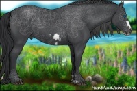 Horse Color:Blue Roan Frame