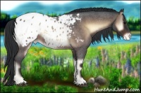 Horse Color:Bay Roan Onyx Appaloosa 